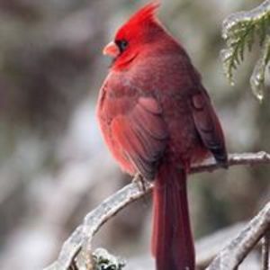 scorpio_lady13 avatar