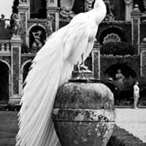 katinas_kuris_vaiksto_vienas avatar