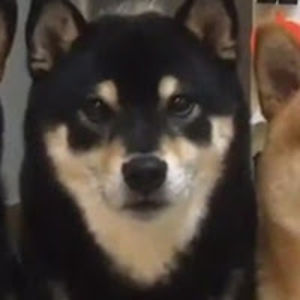 hyperviralfix avatar