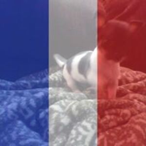 littlewing711 avatar