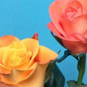 ellen_oumomar avatar