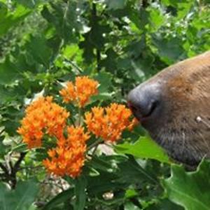 carolbradstreet_1 avatar