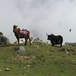 pramesh_manandhar avatar