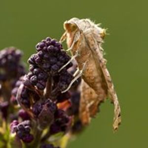 pascaux17_stgeorges avatar