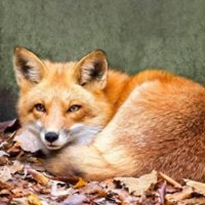 greendragonfly07 avatar