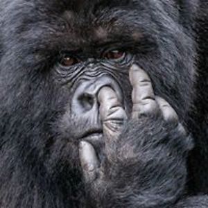 zenova_zenova avatar