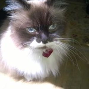 ada-lee_quirk avatar