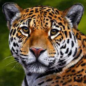 lovroantunovic_1 avatar