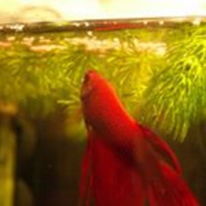 povilas_tankas avatar