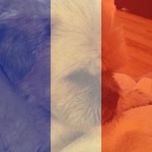 avalontoronto avatar