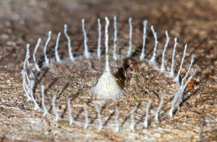 7 Mysterious Structures From The World’s Smallest Architects