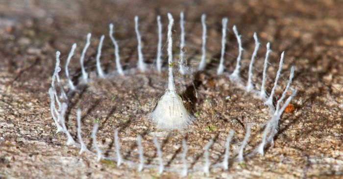 7 Mysterious Structures From The World’s Smallest Architects