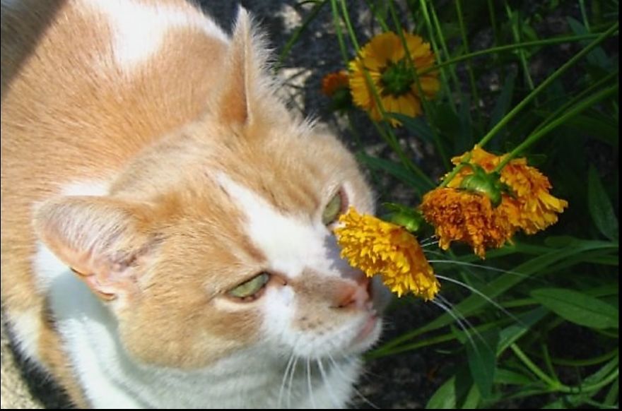 My Raggedy Old Ginger Kitty