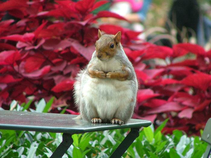 Those Shake Shack Burgers Were Great!