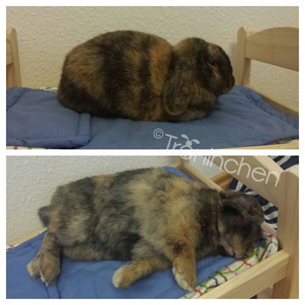 My Bunny Oskar Sleeping In His Ikea Bed