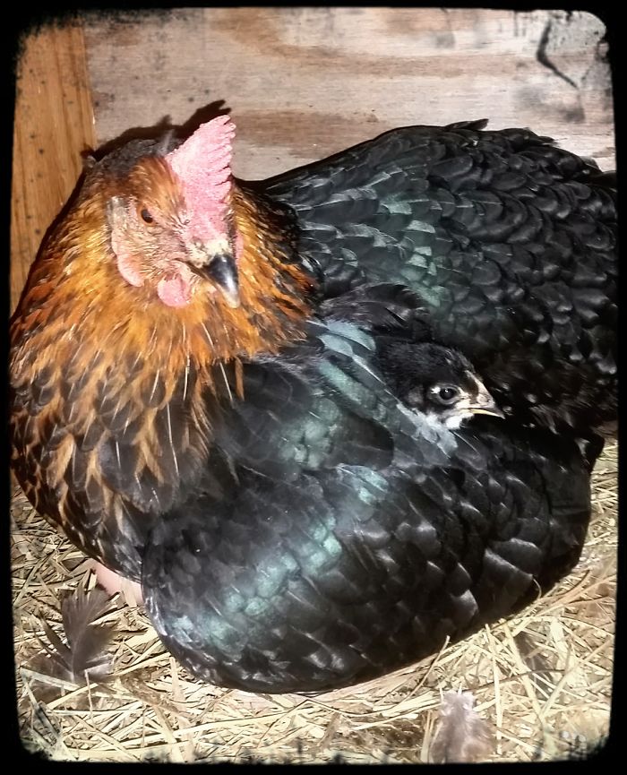 Lucy And Baby Peepers