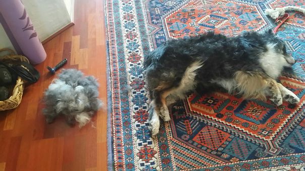 He Seems Of Have Laid A Small Aussie