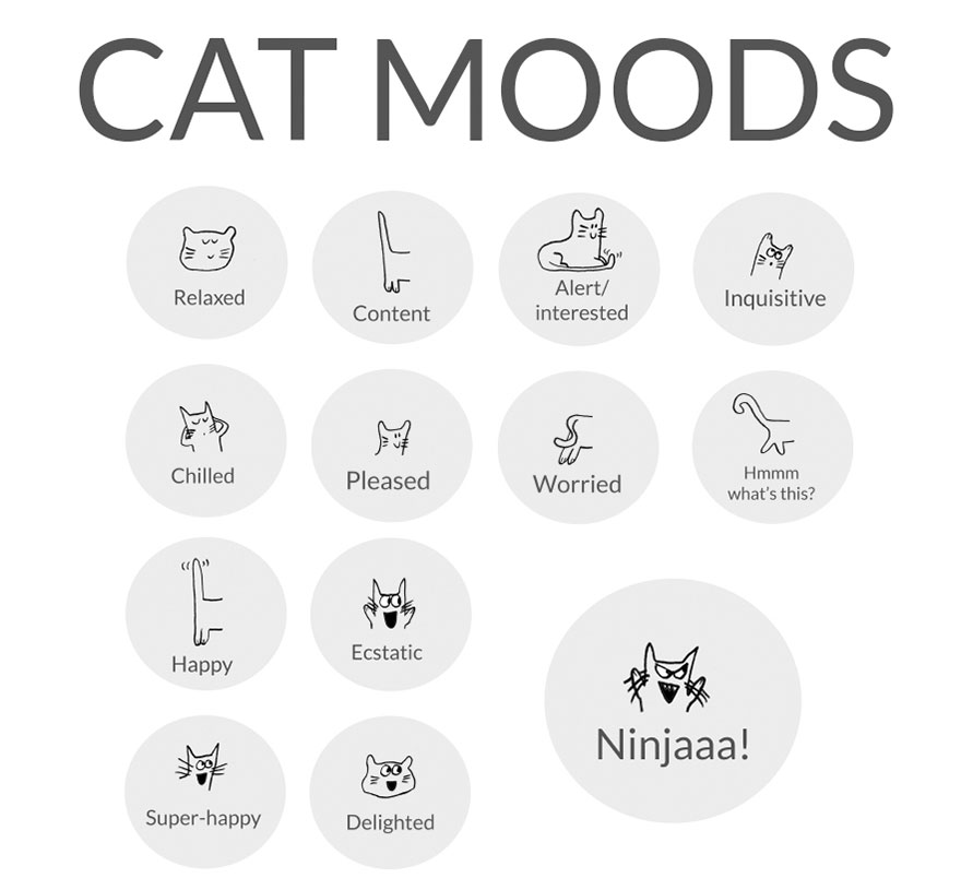Cat Moods Explained Cat Moods Explained