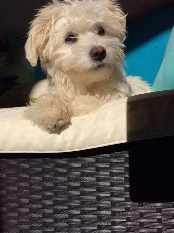 My Sweet Cindy, A Bichon-malteser Mix