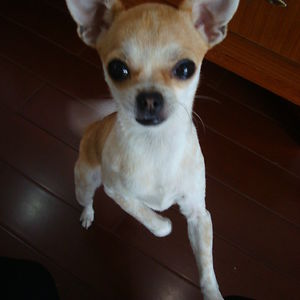 jingjingsky2006 avatar