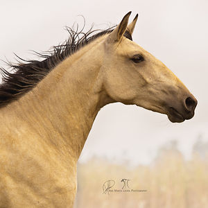 anamartaloura avatar