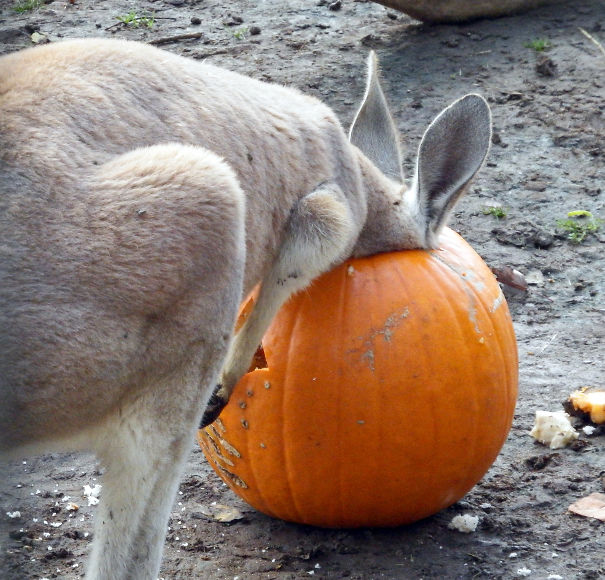 Wallaby Pumpkin Treat