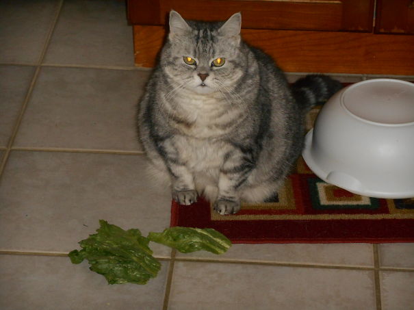 What Are You Saying Exactly?