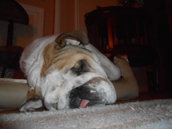 Mr.english Doggy Bear