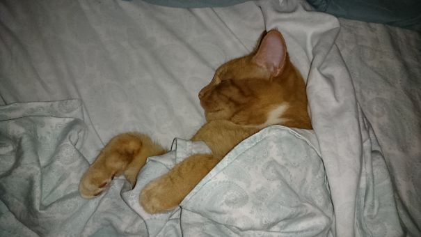 Harvey Tucked In For Native.