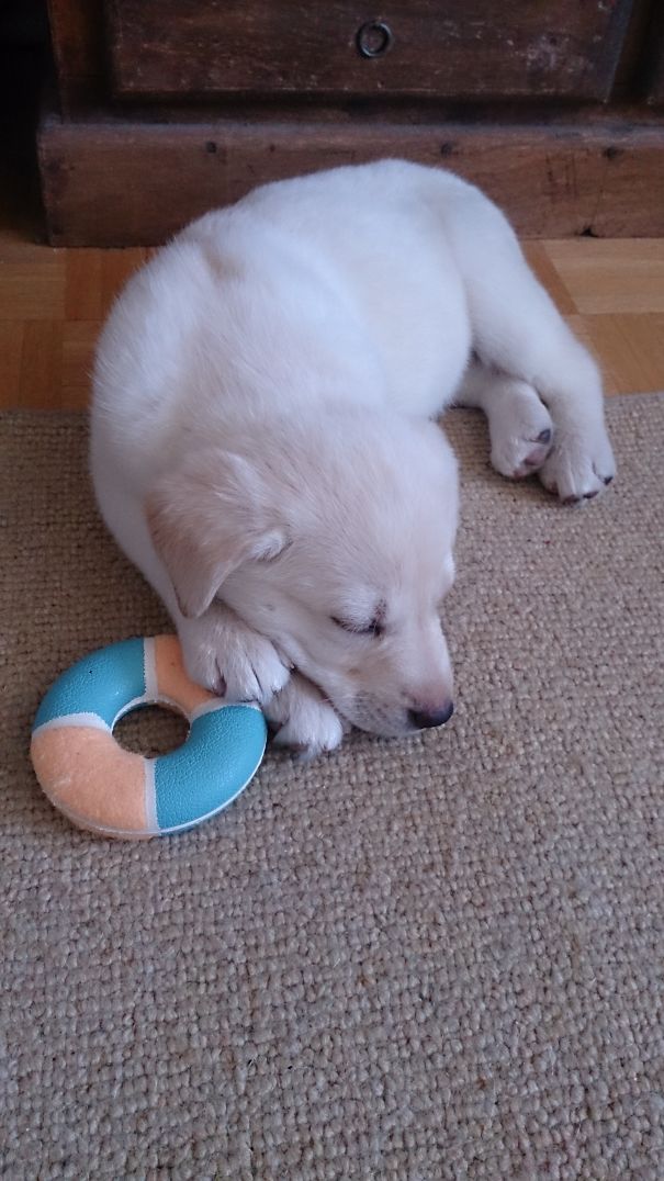 8 Weeks. Our Little Polar Bear :-)