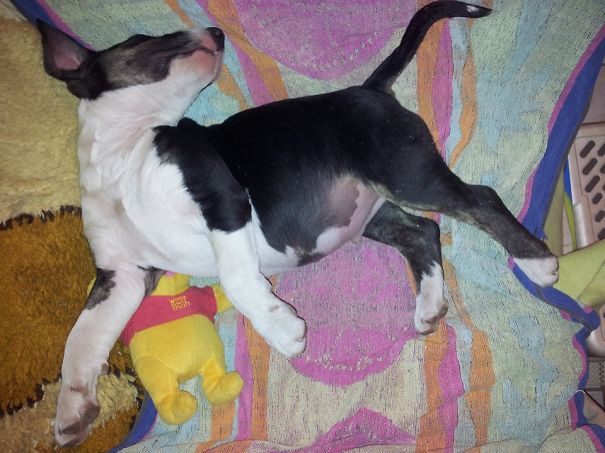 Bull Terrier Puppy - Sleep Time
