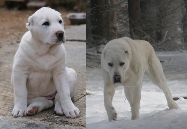My Little Polar Bear And Her Mom