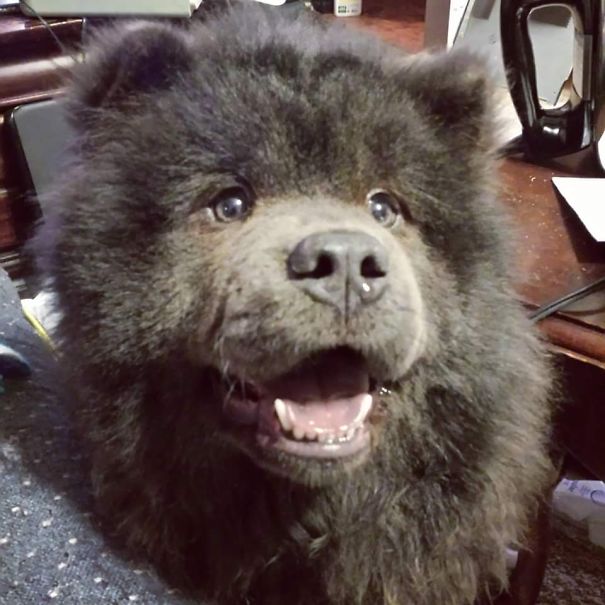 Little Blue Teddy Bear - Sapphire The Chow Chow