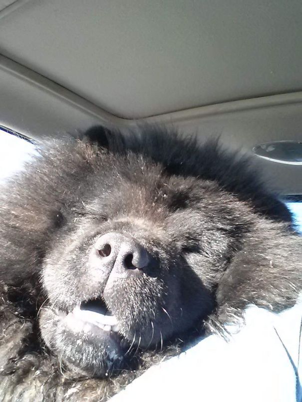 Poe The Black Chow Chow Bear