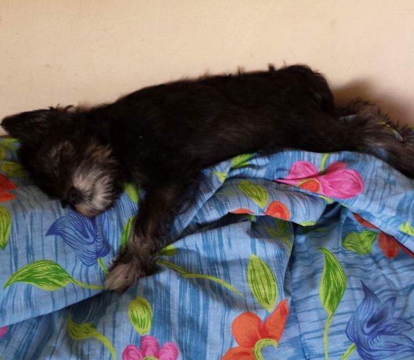 Sleeping Batman Puppy