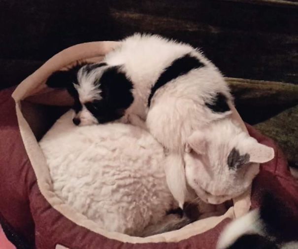 Where To Sleep When The Cat Steals Your Bed