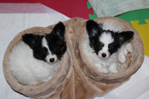 Interesting Use For The Tunnel...