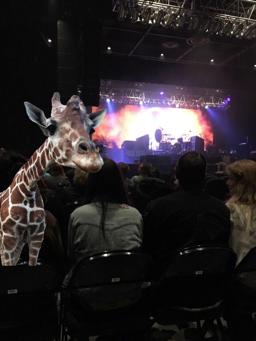 Giraffe At A Concert. Rock On!