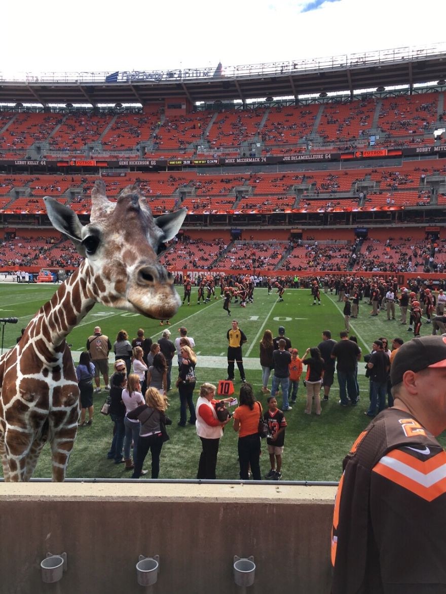 Giraffe At Football Game