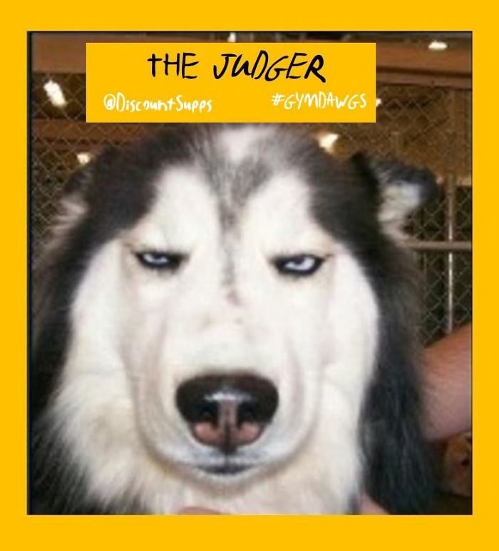 I Got Stick From These Dawgs For Joining The Gym This January