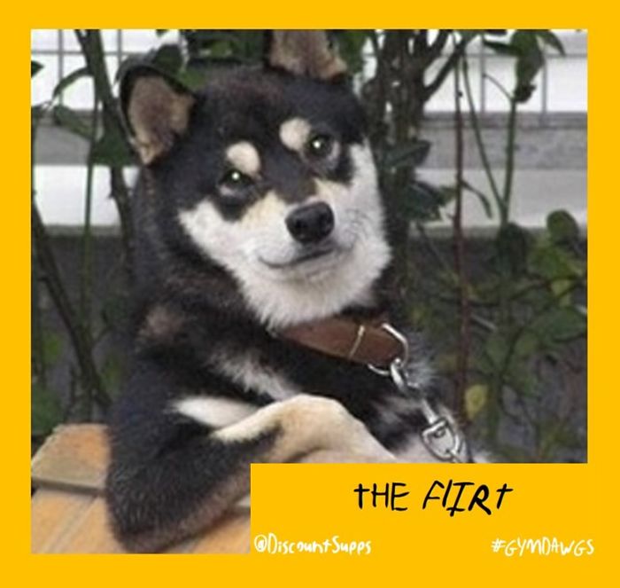 I Got Stick From These Dawgs For Joining The Gym This January