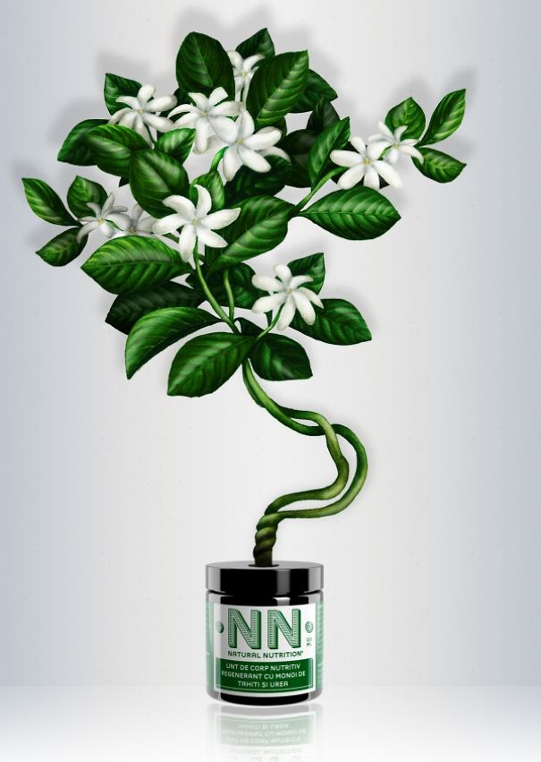 My Colored Pencil Drawings Of Plants My Colored Pencil Drawings Of Plants