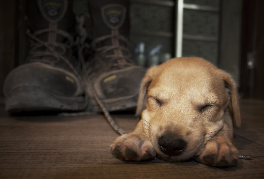 I Tested The Theory That Dogs Cover Double The Distance Their Owners Do When Out Walking I Tested The Theory That Dogs Cover Double The Distance Their Owners Do When Out Walking