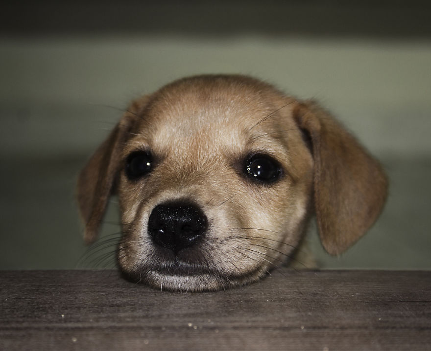 I Tested The Theory That Dogs Cover Double The Distance Their Owners Do When Out Walking