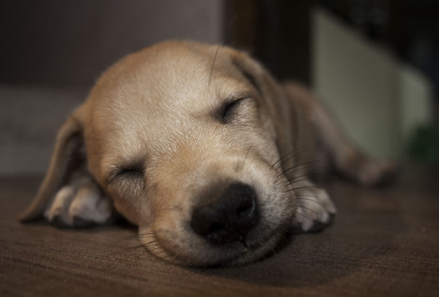 I Tested The Theory That Dogs Cover Double The Distance Their Owners Do When Out Walking