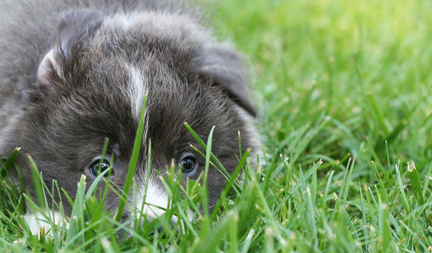 Wild Speed Angels Blue Levi