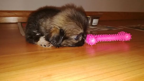 My Fluff Ball Pepper Ann At 6 Weeks