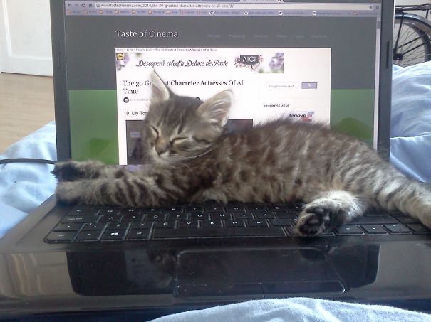 Haruki Getting Warm On The Laptop