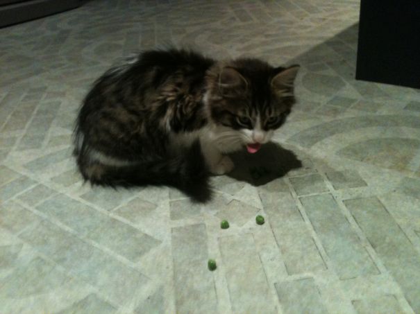 Jeffery Loves Frozen Peas