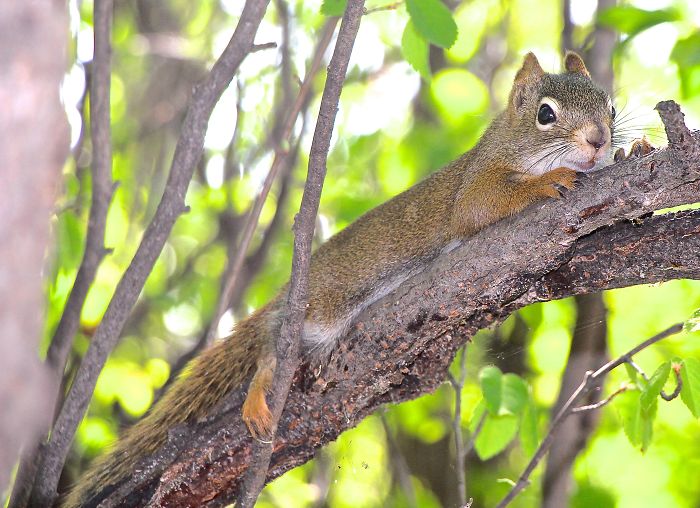 Hot Squirrel Calendar.......mr. July